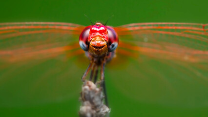 Dragonfly. Macro nature. Nature background. 