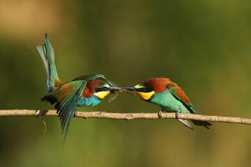 The European bee-eater (Merops apiaster) it's fighting over insects