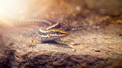 A reptile photographed in its natural habitat. Nature background. 