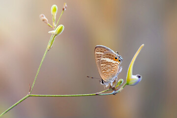 A beautiful butterfly photographed in its habitat. Nature background. Lampides boeticus. Pea blue. Long tailed Blue.
