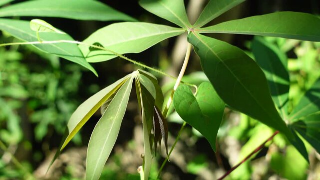Young cassava leaves are green in the morning sun and move in the gentle breeze