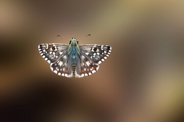 A beautiful butterfly photographed in its habitat. Nature background. Carcharodus alceae, Mallow...