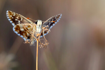 A beautiful butterfly photographed in its habitat. Nature background. Carcharodus alceae, Mallow...