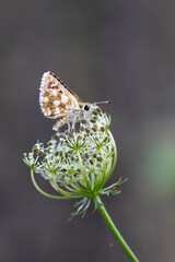 A beautiful butterfly photographed in its habitat. Nature background. Carcharodus alceae, Mallow...