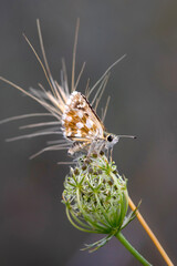 A beautiful butterfly photographed in its habitat. Nature background. Carcharodus alceae, Mallow...