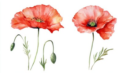Obraz premium Set of two red poppy flowers, watercolor illustration on a white background