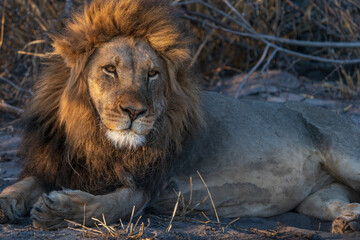 Solitary male lion close up lying down seen on safari in Botswana Africa