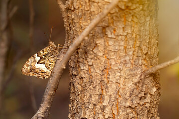 A butterfly that adapts very well to its environment. A butterfly almost invisible on a tree trunk....