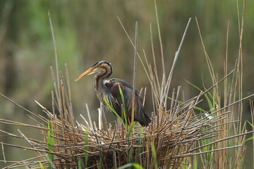 Purpurreiher in seinem Nest
Lone purple heron