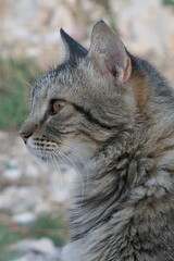 Portrait of adult tabby crossbreed cat with amber eyes looking forward, left view, sunlit by evening sunshine, grassy coastal rocks in background. 