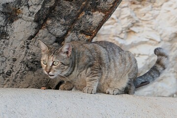 Adult tabby crossbreed stray cat watching something carefully with wide open eyes, sitting on concrete roof of cat shelter in front of coastal rocks. 