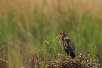 Purpurreiher in seinem Nest
Lone purple heron