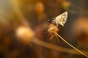 A beautiful butterfly photographed in its habitat. Nature background. Carcharodus alceae, Mallow...