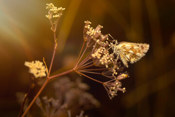 A beautiful butterfly photographed in its habitat. Nature background. Carcharodus alceae, Mallow...