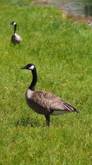 birds in the park