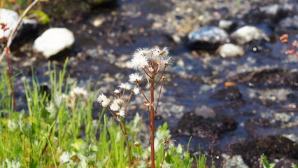 Brandywine meadows hiking