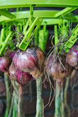 Frische rote Zwiebeln werden zur Trocknung mit grünen Wäscheklammern aufgehängt – der Lohn für gute Gartenarbeit