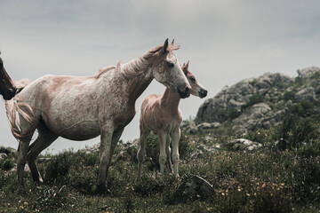Wild white horses on a cloudy day