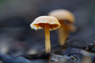mushroom in the forest