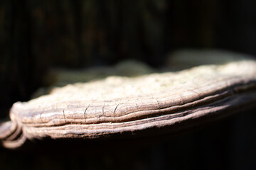 old wood background