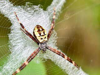 Close up of spiders in its web, the St. John's cross spider. St. Andrew (Argiope keyserlingi)