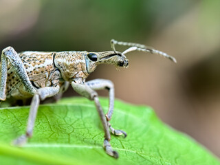 Close up of snout beetle (Curculionoidea), macro shot of snout beetle in leaves