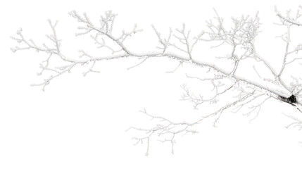 Branches of a snow tree isolated on white background 