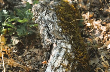 Close up side view of lizard, Western Fence Lizard (Sceloporus occidentalis), perched on bleached branch resting on the forest floor in dappled light.