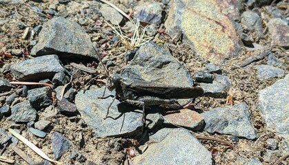 Close up of a grasshopper, most likely a Crackling Forest Grasshopper (Trimerotropis verruculata), perched a rocky surface. 