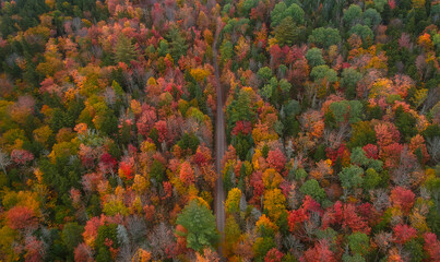 Aerial View Fall Foliage Trees From Drone of Colorful Autumn Forest Road. New England Upstate New...