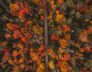 Overhead View Autumn of Camper Van Driving Forest Road. Colorful Trees Looking Straight Down Scenic Landscape Moody Autumn Vibes