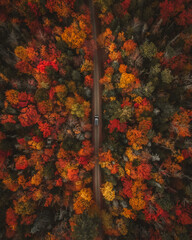 Camper Van Driving Overhead View During Autumn of Forest Road. Colorful Trees Looking Straight Down Scenic Landscape Moody Autumn Vibes
