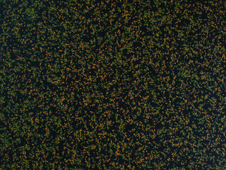 Aerial View Looking Straight Down of Lake in Autumn. Green and Yellow Lilly pads Scattered Across the Water Nature Background Pattern Wallpaper