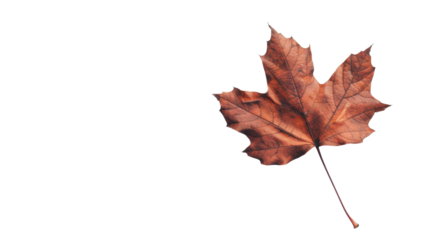 Maple leaf autumn isolated on white background