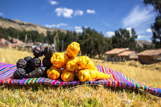 tuberculos, mashua amarilla y negra y occa del campo 