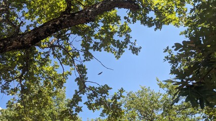 View upwards through oak tree, specifically Oregon White Oak (Quercus garryana var. garryana), canopy to a clear b blue sky with a single silhouette of a bird hovers overhead. 