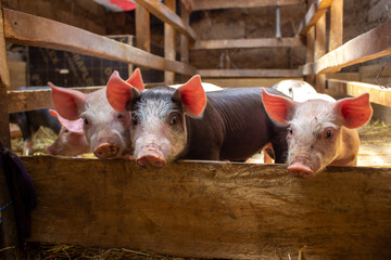 cerditos en una granja casera mirando a la cámara