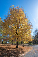 Autumn view of South Park in city of Sofia, Bulgaria