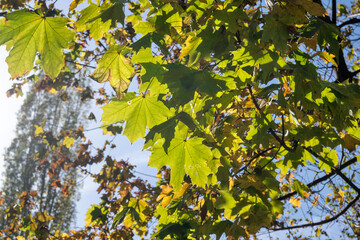 Autumn view of South Park in city of Sofia, Bulgaria