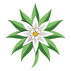 flower isolated on white background