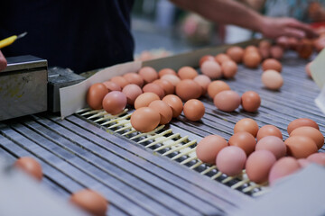Chicken eggs, farming and hands at machine for sorting, quality assurance or agriculture. Factory,...