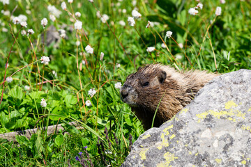 Hoary marmot Marmota caligata behind rock in summer wildflower meadow
