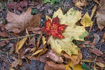 Autumn view of South Park in city of Sofia, Bulgaria