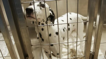 Dalmatian Dog in Cage at Animal Shelter
