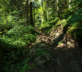 Forest Scenery In Summer