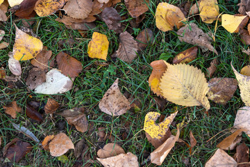 Autumn view of South Park in city of Sofia, Bulgaria