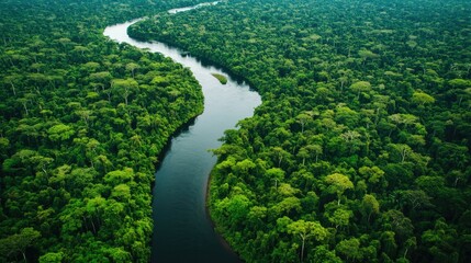 Aerial view of the Amazon River winding through the dense, green expanse of the forest, surrounded by thick vegetation and towering trees.