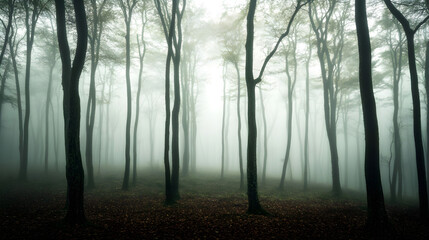 Fototapeta premium Forest Shrouded in Dense Fog Mystery Embrace