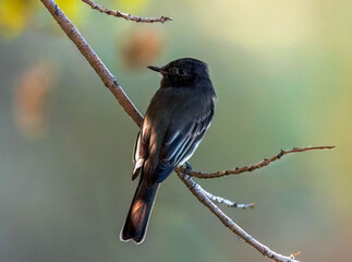 A Black Phoebe flycatcher bird perched on a low lying branch under a shady tree at Gilbert Water Ranch Riparian Preserve in Arizona.