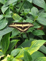 Swallowtail butterfly resting on leaf